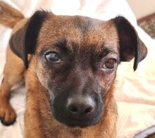 ZAZIE, Hund, Pinscher-Mix in Rumänien