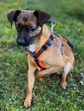 ZAZIE, Hund, Pinscher-Mix in Rehau - Bild 10