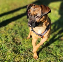 ZAZIE, Hund, Pinscher-Mix in Rehau - Bild 12