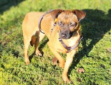 ZAZIE, Hund, Pinscher-Mix in Rehau - Bild 3