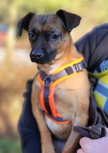 ZAZIE, Hund, Pinscher-Mix in Rehau - Bild 4