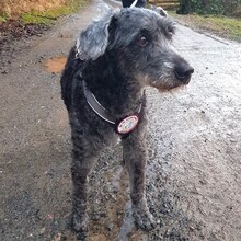 BILBO, Hund, Mischlingshund in Finnentrop - Bild 1