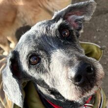 BILBO, Hund, Mischlingshund in Finnentrop - Bild 2