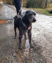 BILBO, Hund, Mischlingshund in Finnentrop - Bild 20