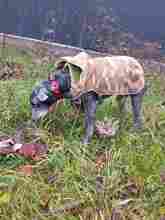 BILBO, Hund, Mischlingshund in Finnentrop - Bild 6