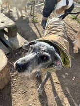 BILBO, Hund, Mischlingshund in Finnentrop - Bild 9