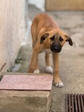 AFRICA, Hund, Mischlingshund in Spanien