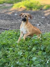 AFRICA, Hund, Mischlingshund in Spanien - Bild 18