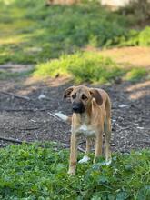 AFRICA, Hund, Mischlingshund in Spanien - Bild 19