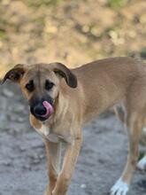 AFRICA, Hund, Mischlingshund in Spanien - Bild 3