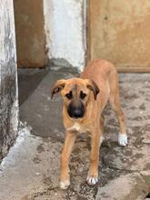 AFRICA, Hund, Mischlingshund in Spanien - Bild 4