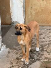 AFRICA, Hund, Mischlingshund in Spanien - Bild 5