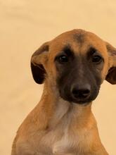 AFRICA, Hund, Mischlingshund in Spanien - Bild 8