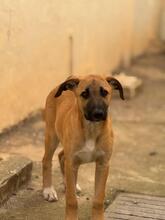 AFRICA, Hund, Mischlingshund in Spanien - Bild 9