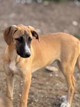 ADA, Hund, Mischlingshund in Spanien