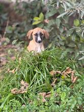 ADA, Hund, Mischlingshund in Spanien - Bild 10