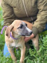 ADA, Hund, Mischlingshund in Spanien - Bild 11