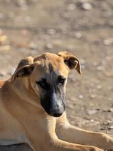 ADA, Hund, Mischlingshund in Spanien - Bild 14