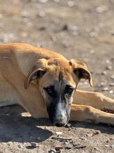 ADA, Hund, Mischlingshund in Spanien - Bild 15