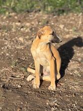 ADA, Hund, Mischlingshund in Spanien - Bild 2