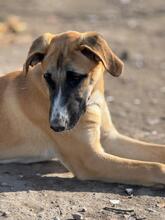 ADA, Hund, Mischlingshund in Spanien - Bild 3