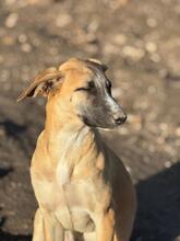 ADA, Hund, Mischlingshund in Spanien - Bild 4