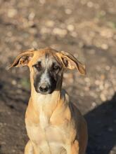 ADA, Hund, Mischlingshund in Spanien - Bild 5