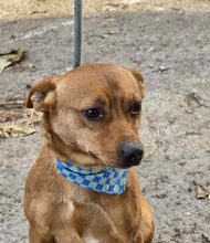 NEMO, Hund, Pinscher in Bulgarien - Bild 1