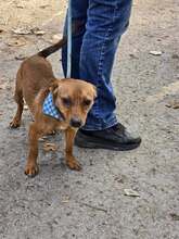 NEMO, Hund, Pinscher in Bulgarien - Bild 10