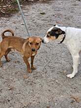 NEMO, Hund, Pinscher in Bulgarien - Bild 2