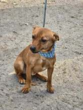 NEMO, Hund, Pinscher in Bulgarien - Bild 4