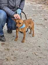 NEMO, Hund, Pinscher in Bulgarien - Bild 5