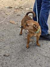 NEMO, Hund, Pinscher in Bulgarien - Bild 6