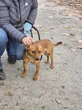 NEMO, Hund, Pinscher in Bulgarien - Bild 8