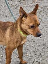 NEMO, Hund, Pinscher in Bulgarien - Bild 9