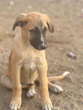 ATUN, Hund, Mischlingshund in Spanien