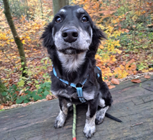 ELSA, Hund, Irish Setter-Langhaardackel-Mix in Weinheim