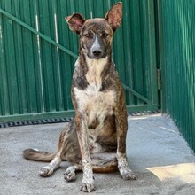 TINI, Hund, Mischlingshund in Rumänien - Bild 2