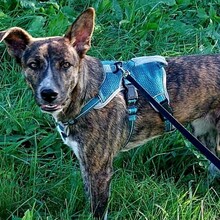 TINI, Hund, Mischlingshund in Rumänien - Bild 4