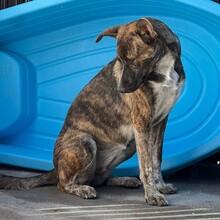 TINI, Hund, Mischlingshund in Rumänien - Bild 7