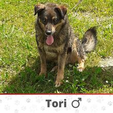 TORI, Hund, Mischlingshund in Sottrum - Bild 1