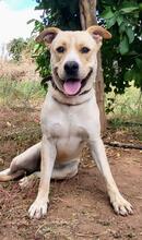 OZZY, Hund, Labrador-Doggo Argentino-Mix in Spanien