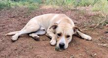 OZZY, Hund, Labrador-Doggo Argentino-Mix in Spanien - Bild 3