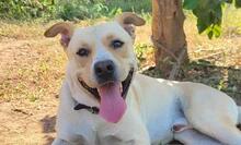 OZZY, Hund, Labrador-Doggo Argentino-Mix in Spanien - Bild 4