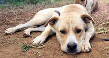 OZZY, Hund, Labrador-Doggo Argentino-Mix in Spanien - Bild 5