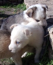 HALO, Hund, Mischlingshund in Bulgarien - Bild 3