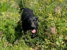SCOTT, Hund, Deutsch Kurzhaar in Italien - Bild 10