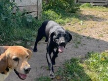 SCOTT, Hund, Deutsch Kurzhaar in Italien - Bild 11