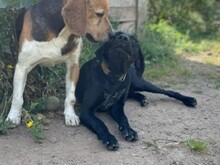 SCOTT, Hund, Deutsch Kurzhaar in Italien - Bild 14