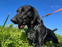 SCOTT, Hund, Deutsch Kurzhaar in Italien - Bild 2